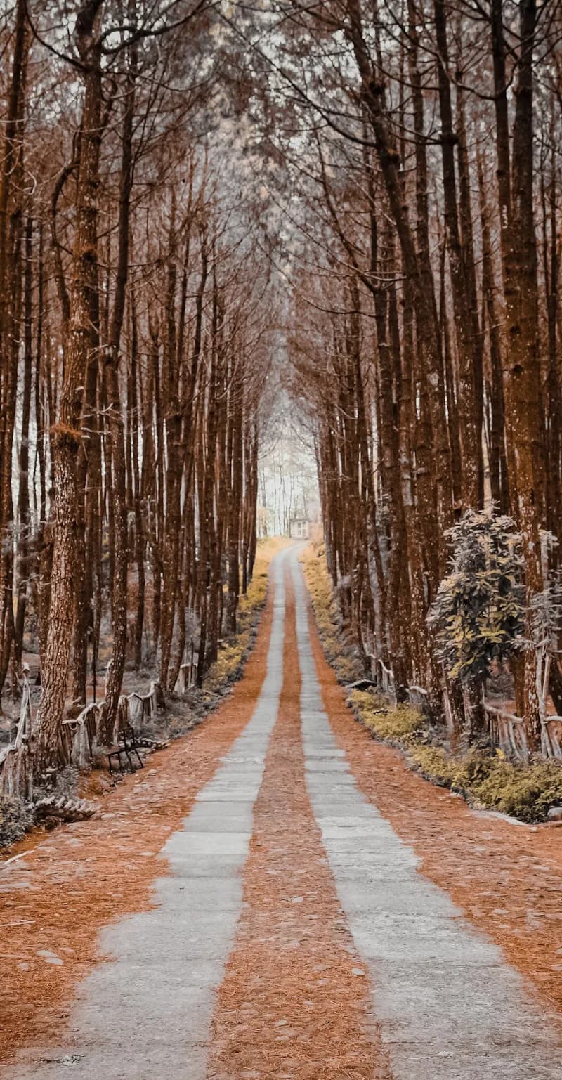 Chemin lumineux bordé d'arbres, évoquant la guidance